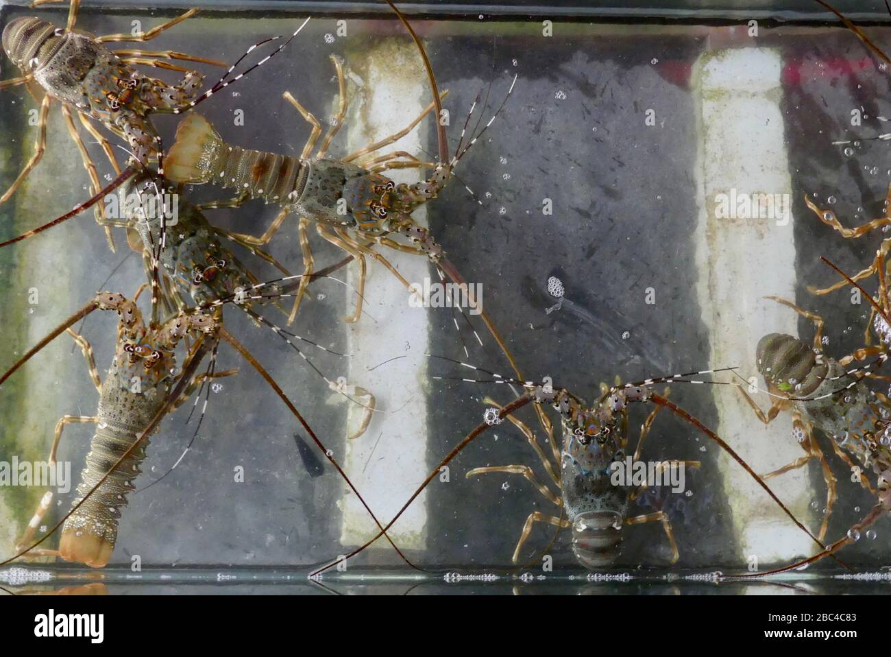 Vivi le aragoste in un serbatoio in Vietnam Foto Stock