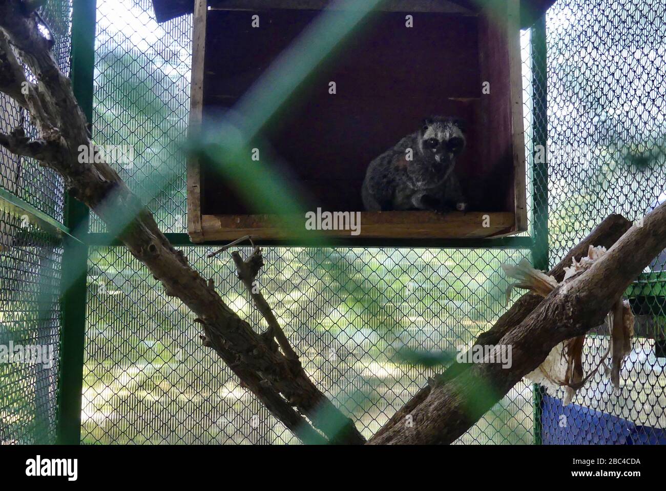 Captive Asian Palm Civet nella sua gabbia utilizzata nella produzione di caffè in da Lat, Vietnam Foto Stock