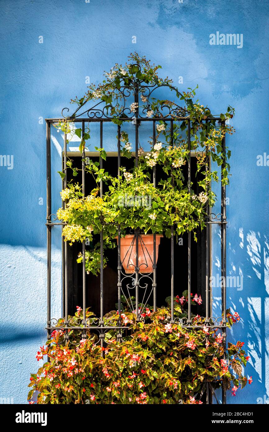Finestra in ferro battuto e piante contro muro blu ad Antigua, Guatemala. Foto Stock