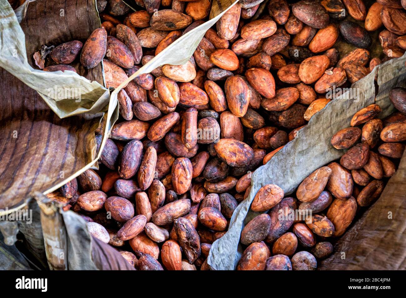 Cacao fagioli arrostiti e avvolti in foglie di banana per la lavorazione artigianale vicino lago Atitlan, Guatemala. Foto Stock