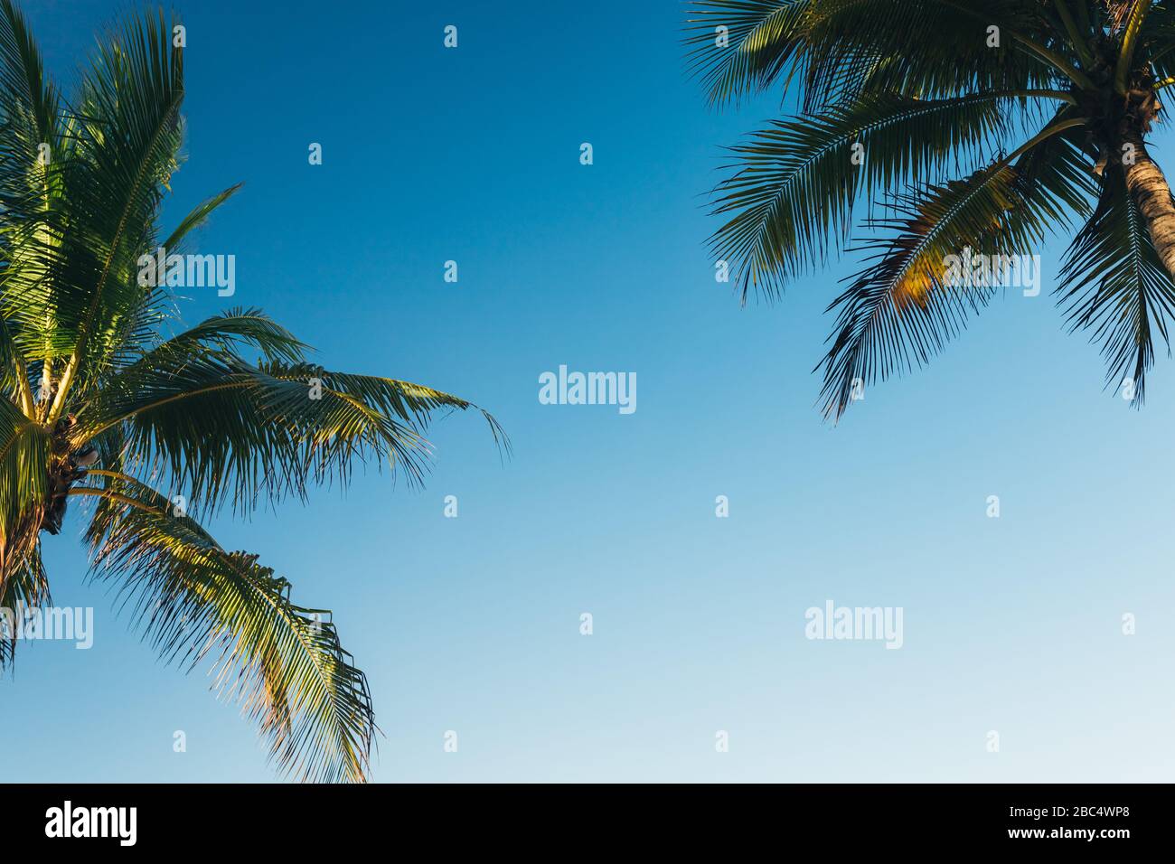 Sfondo tropicale, palme da cocco foglie su uno sfondo di cielo blu chiaro, sfondo estivo, viaggi, natura. Cornice, posiziona per inserire testo o slogan.N Foto Stock