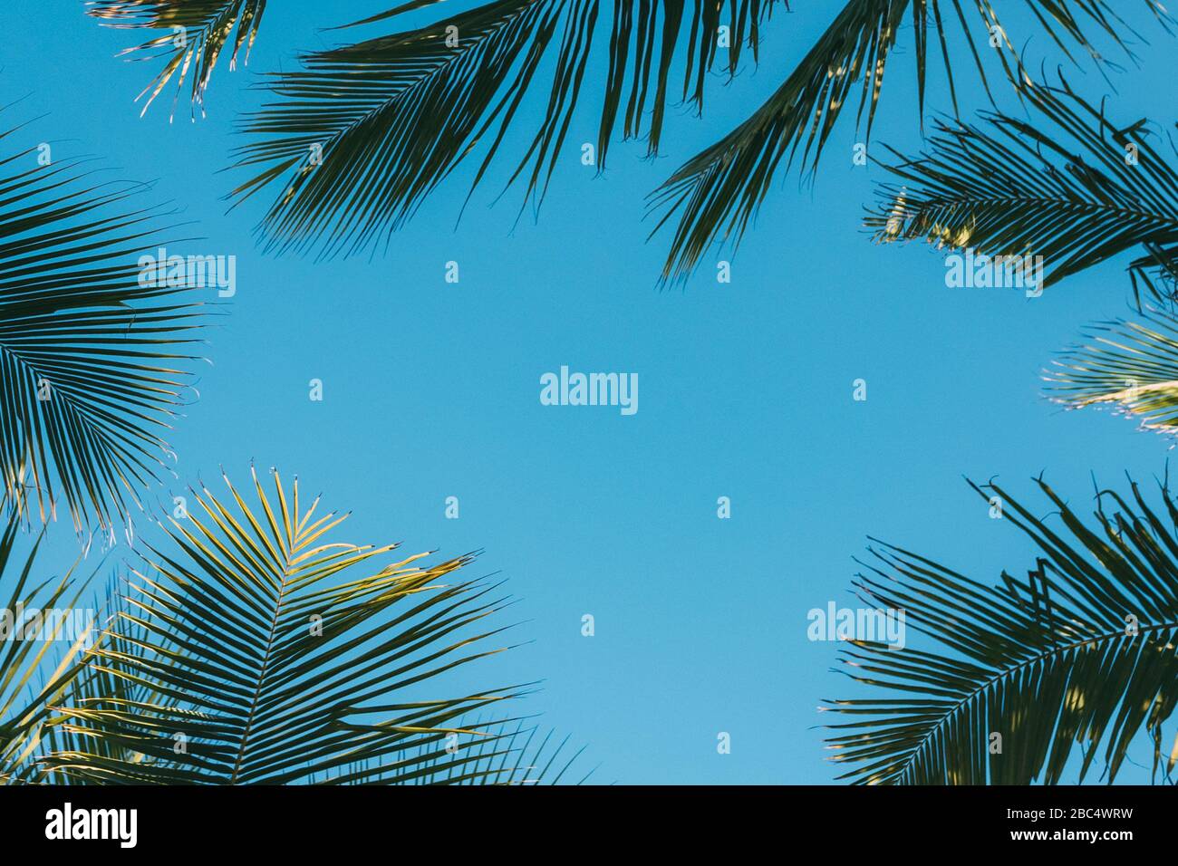 Sfondo tropicale, palme da cocco foglie su uno sfondo di cielo blu chiaro, sfondo estivo, viaggi, natura. Cornice, posiziona per inserire testo o slogan.N Foto Stock