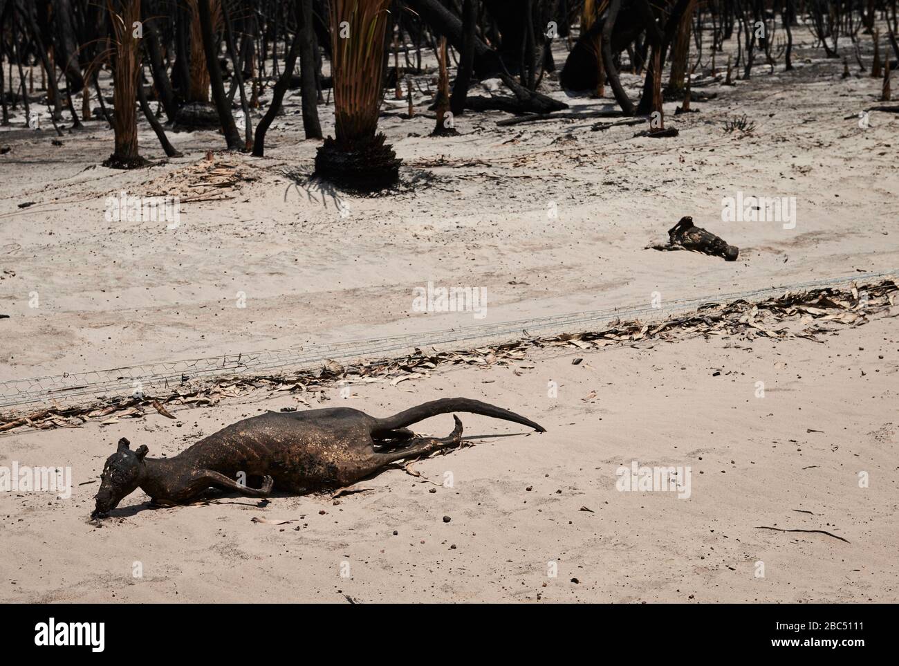 Canguri morti per madre e bambino sull'isola dei canguri il 15 gennaio 2020. Foto Stock