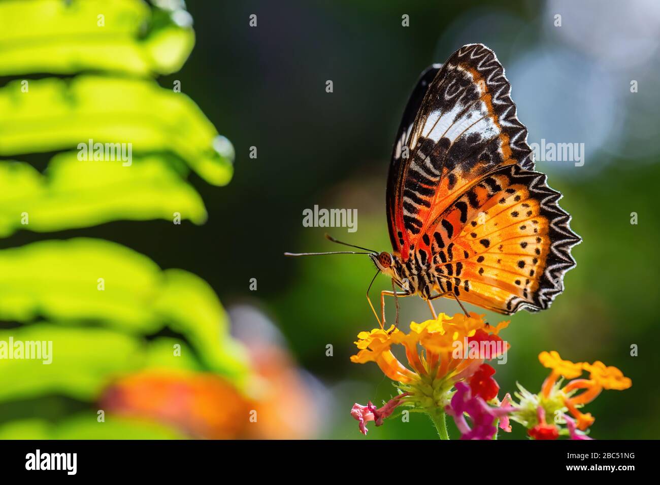 Leopardo Lacewing - cethosia cyane, bella farfalla arancione e rossa dalle foreste dell'Asia orientale, Malesia. Foto Stock