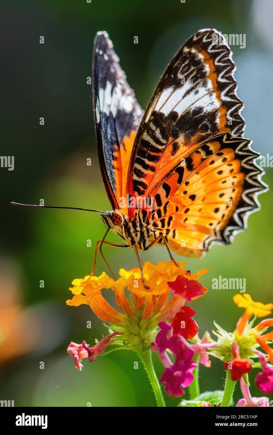 Leopardo Lacewing - cethosia cyane, bella farfalla arancione e rossa dalle foreste dell'Asia orientale, Malesia. Foto Stock