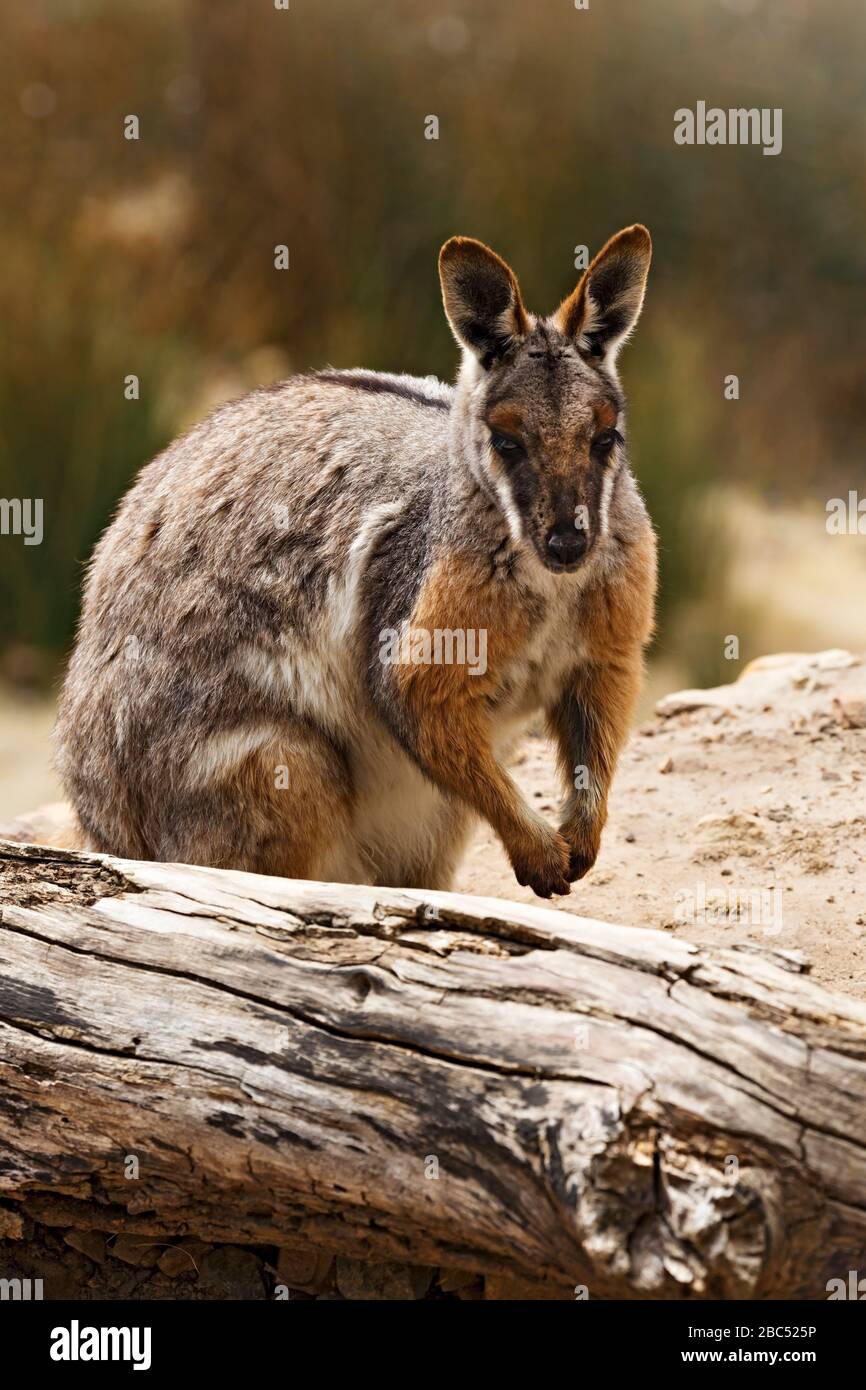 Mammiferi / wallaby di roccia della coda della spazzola in Halls Gap Zoo, Victoria Australia. Il Hall Gap Zoo è il più grande zoo regionale e copre un'area di 53 acri Foto Stock