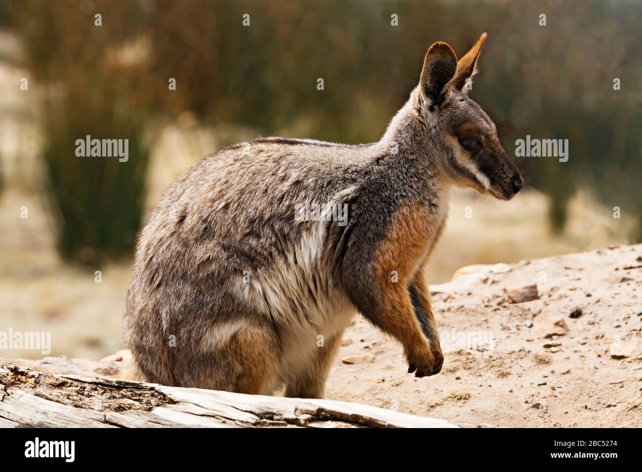 Mammiferi / wallaby di roccia della coda della spazzola in Halls Gap Zoo, Victoria Australia. Il Hall Gap Zoo è il più grande zoo regionale e copre un'area di 53 acri Foto Stock