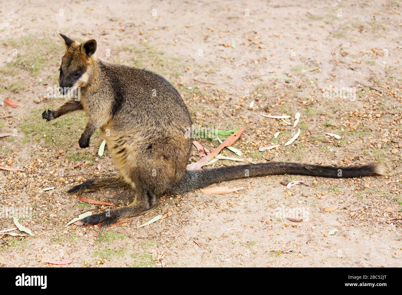 Mammiferi / wallaby di roccia della coda della spazzola in Halls Gap Zoo, Victoria Australia. Il Hall Gap Zoo è il più grande zoo regionale e copre un'area di 53 acri Foto Stock