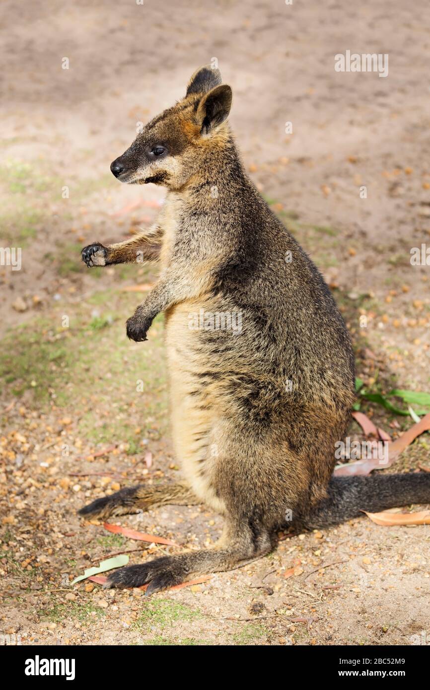 Mammiferi / wallaby di roccia della coda della spazzola in Halls Gap Zoo, Victoria Australia. Il Hall Gap Zoo è il più grande zoo regionale e copre un'area di 53 acri Foto Stock