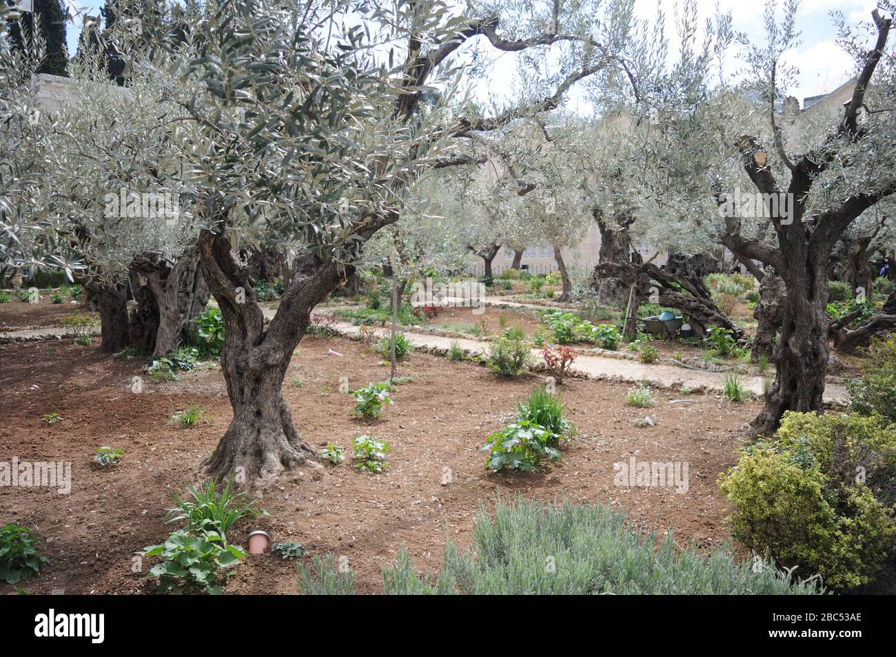 Pellegrinaggio – Israele: Il Giardino del Getsemani, Gerusalemme Foto Stock