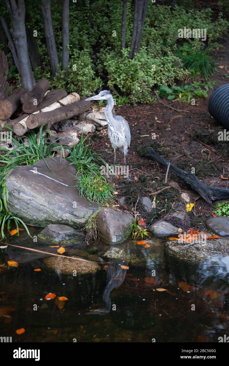 Heron al Wetland Centre, Queen Elizabeth's Walk, Barnes, Richmond, Londra, SW13 9WT Foto Stock
