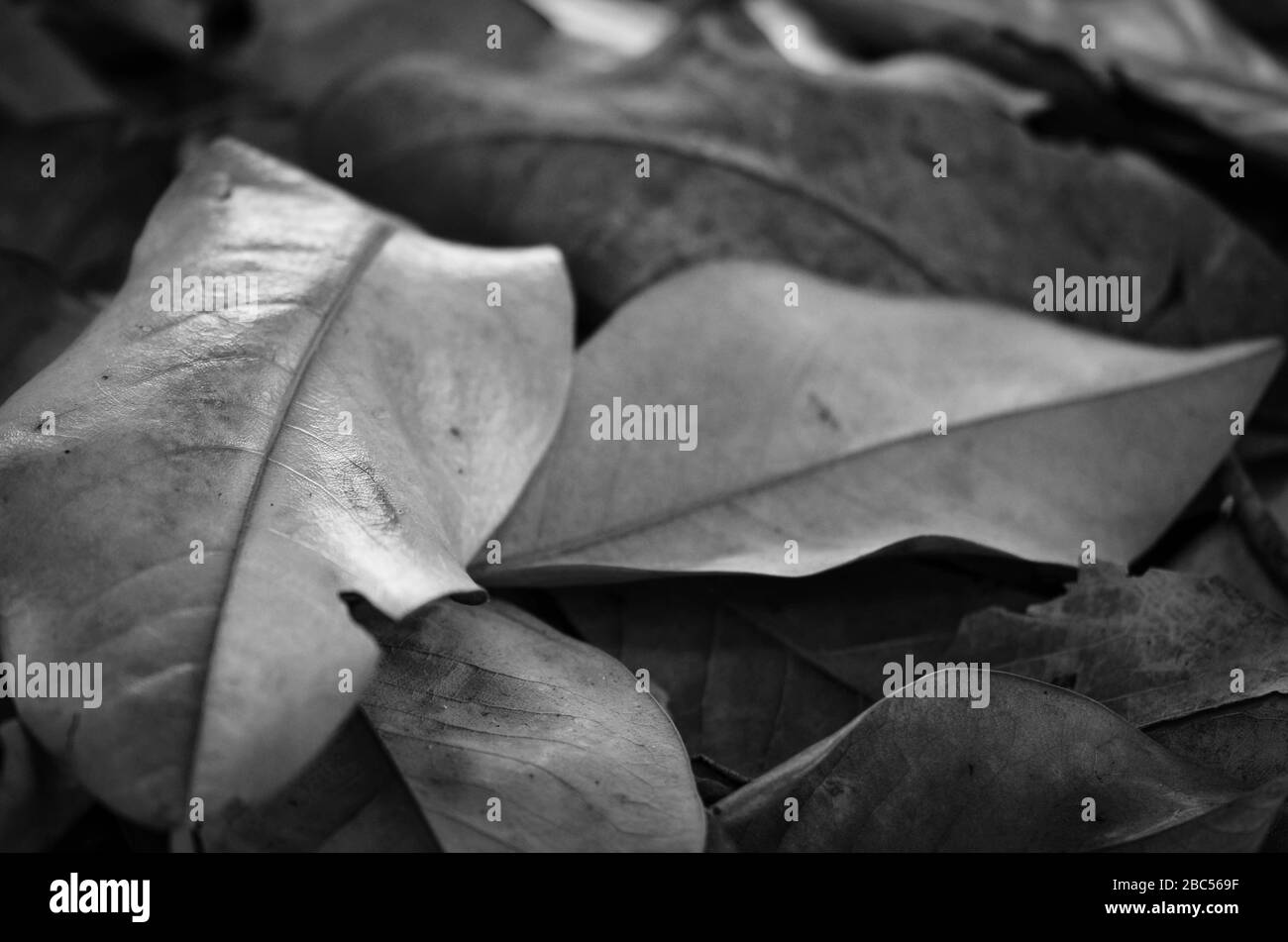 vista ravvicinata del tappeto autunnale a foglie - carta da parati Foto Stock