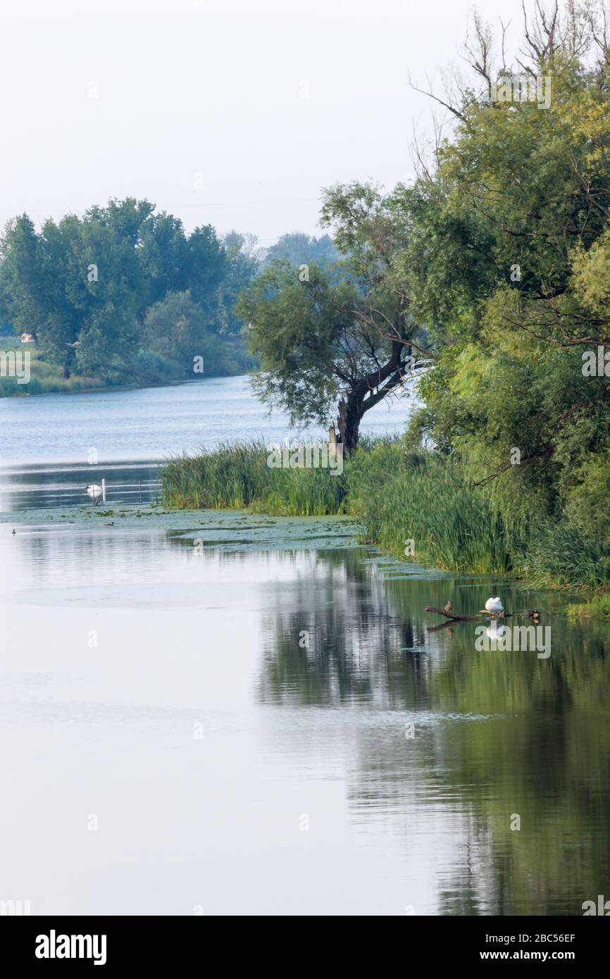 Tranquillo fiume Bosutu al mattino. Foto Stock