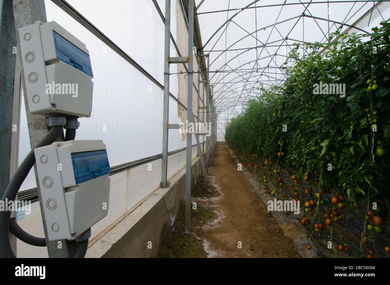 Serra ad alta tecnologia al ma Agri Farms a Faisalabad si estende su 25 acri e presenta intrappolamento del sole meccanizzato, prese d'aria sul tetto e sistema di appannamento. La fattoria cresce Foto Stock