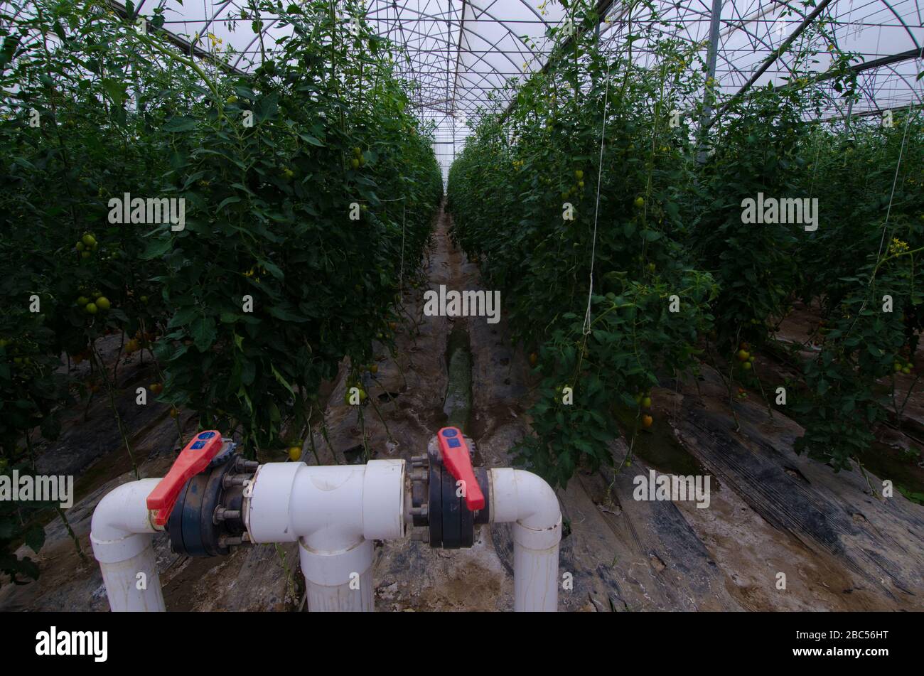 Serra ad alta tecnologia al ma Agri Farms a Faisalabad si estende su 25 acri e presenta intrappolamento del sole meccanizzato, prese d'aria sul tetto e sistema di appannamento. La fattoria cresce Foto Stock