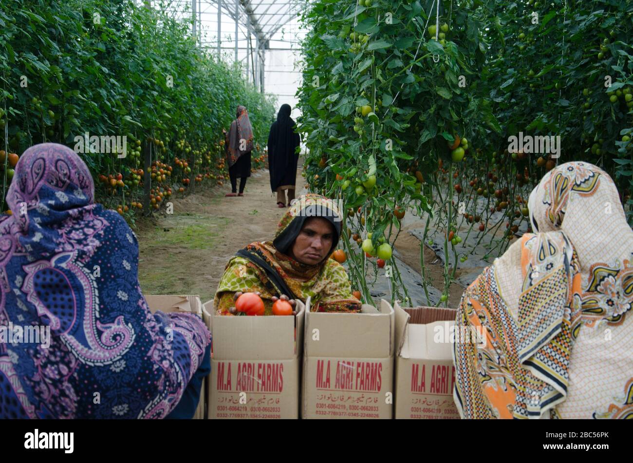 Lavoratrici della ma Agri Farm di Faisalabad che selezionano e confezionano i pomodori in background. Foto Stock