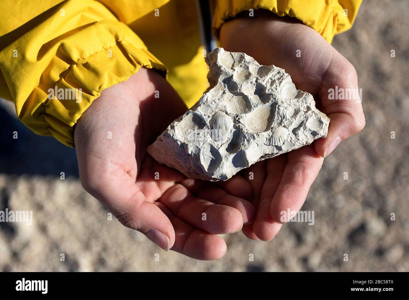Le mani dei bambini che tengono i fossili di conchiglie marine in pietra calcarea sabbiosa contro il terreno sabbioso Foto Stock