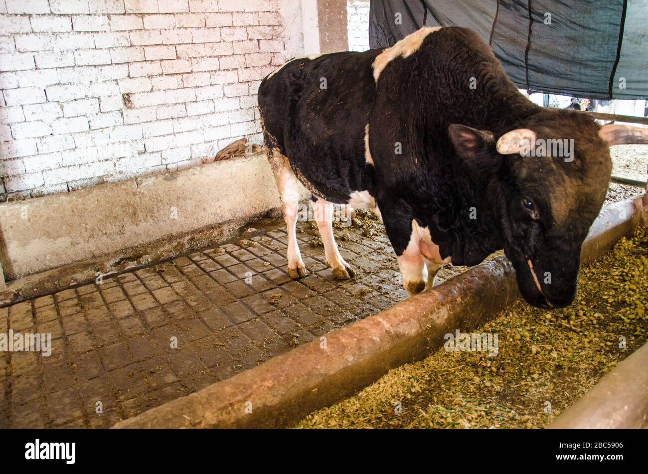 Un toro si nutre in un piccolo caseificio a Mardan, Pakistan. Foto Stock