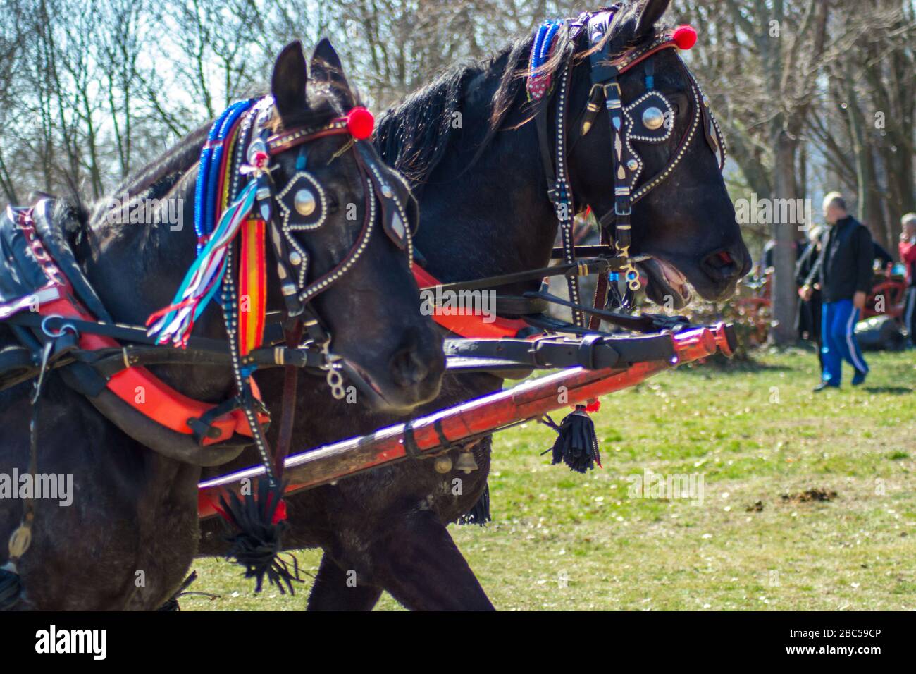 Cavalli con bella decorazione in una carrozza, ritratto animale, cavallo domestico in cablaggio, celebrazione per la Pasqua del cavallo o il giorno di Todor in Bulgar Foto Stock