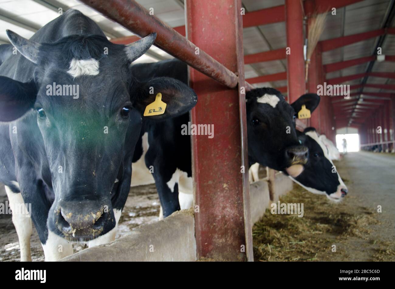 Un caseificio a Nowshehra, provincia di KPK in Pakistan, che utilizza la tecnologia moderna, tra cui l'energia solare, l'etichettatura degli animali, i sistemi di scarico. Foto Stock Un caseificio a Nowshehra, provincia di KPK in Pakistan, che utilizza la tecnologia moderna, tra cui l'energia solare, l'etichettatura degli animali, i sistemi di scarico. Foto Stock