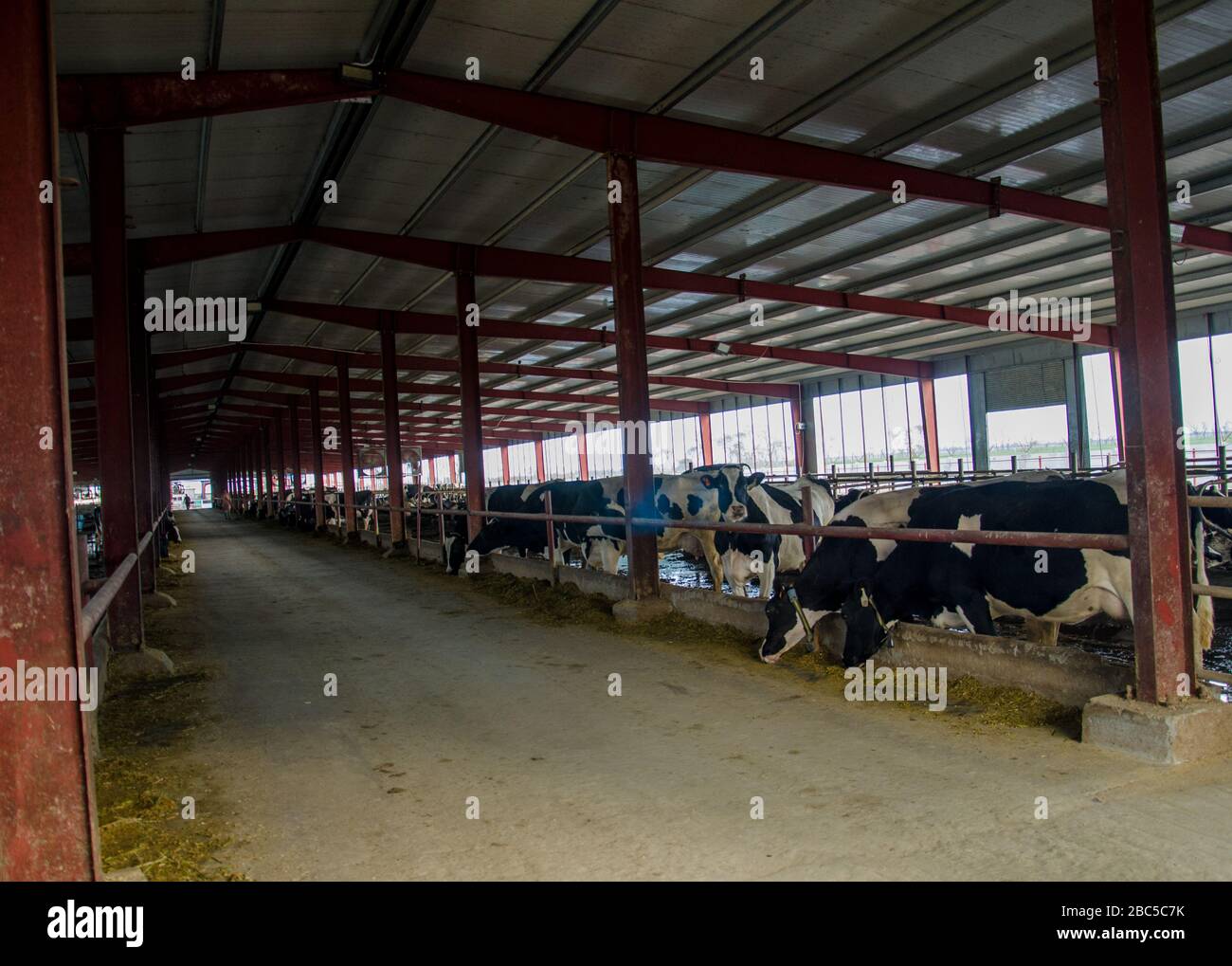 Un caseificio a Nowshehra, provincia di KPK in Pakistan, che utilizza la tecnologia moderna, tra cui l'energia solare, l'etichettatura degli animali, i sistemi di scarico. Foto Stock Un caseificio a Nowshehra, provincia di KPK in Pakistan, che utilizza la tecnologia moderna, tra cui l'energia solare, l'etichettatura degli animali, i sistemi di scarico. Foto Stock