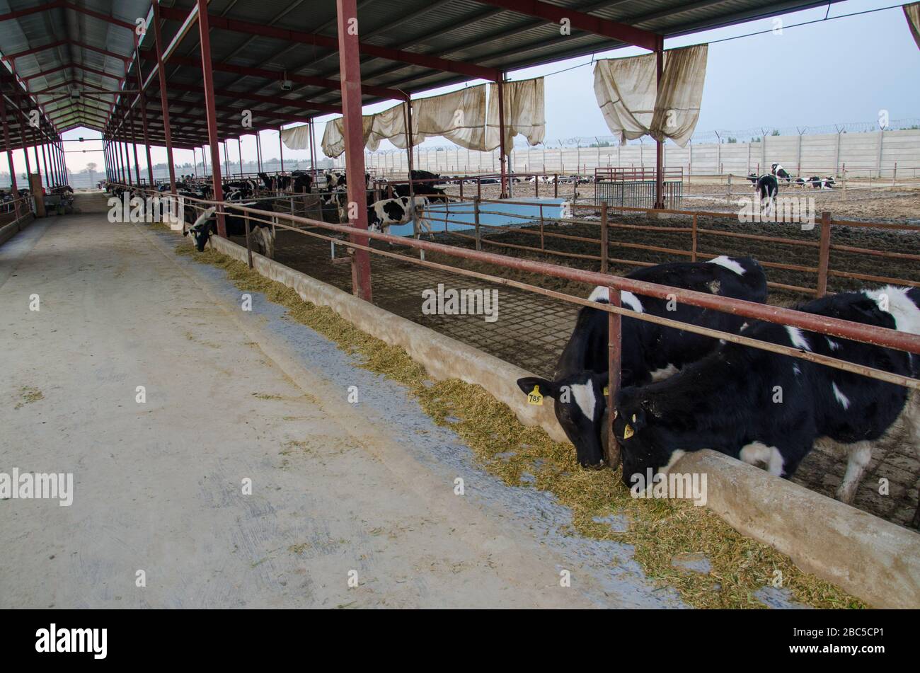Un caseificio a Nowshehra, provincia di KPK in Pakistan, che utilizza la tecnologia moderna, tra cui l'energia solare, l'etichettatura degli animali, i sistemi di scarico. Foto Stock Un caseificio a Nowshehra, provincia di KPK in Pakistan, che utilizza la tecnologia moderna, tra cui l'energia solare, l'etichettatura degli animali, i sistemi di scarico. Foto Stock