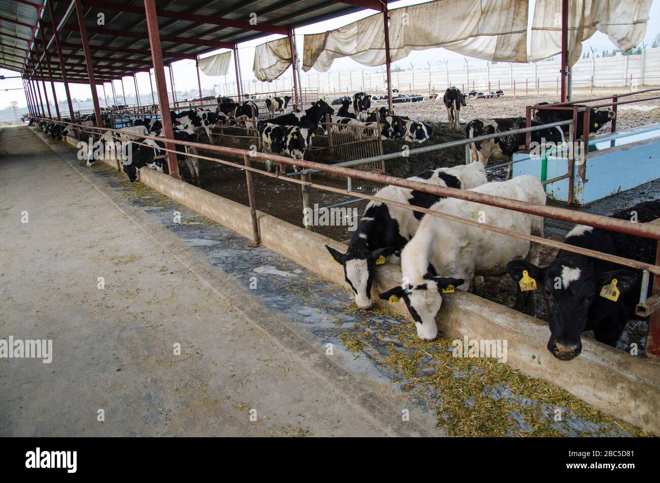 Un caseificio a Nowshehra, provincia di KPK in Pakistan, che utilizza la tecnologia moderna, tra cui l'energia solare, l'etichettatura degli animali, i sistemi di scarico. Foto Stock Un caseificio a Nowshehra, provincia di KPK in Pakistan, che utilizza la tecnologia moderna, tra cui l'energia solare, l'etichettatura degli animali, i sistemi di scarico. Foto Stock