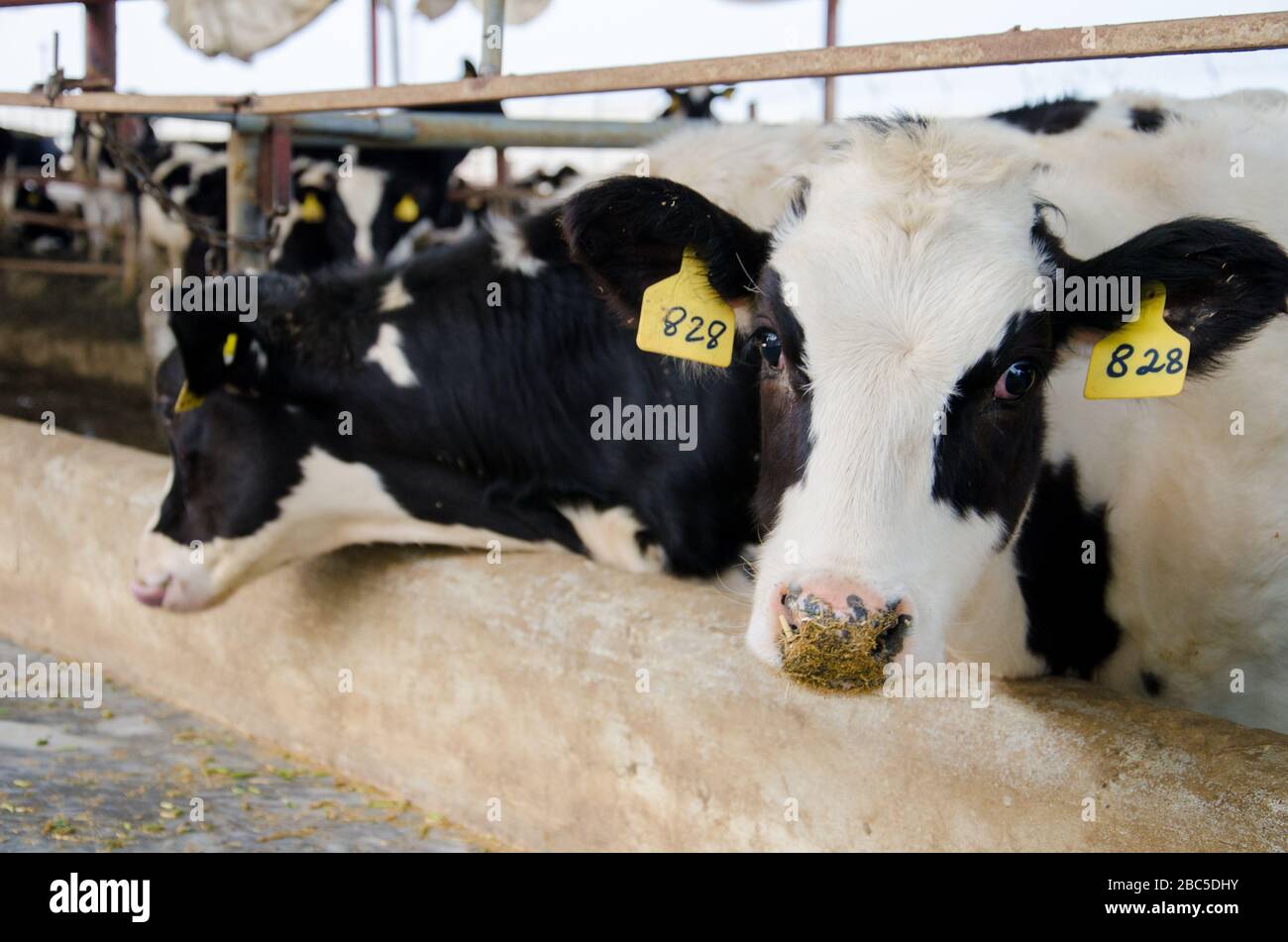 Un caseificio a Nowshehra, provincia di KPK in Pakistan, che utilizza la tecnologia moderna, tra cui l'energia solare, l'etichettatura degli animali, i sistemi di scarico. Foto Stock