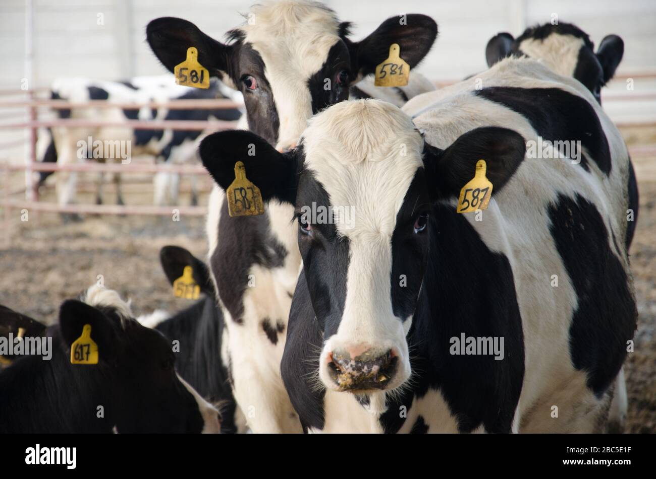Un caseificio a Nowshehra, provincia di KPK in Pakistan, che utilizza la tecnologia moderna, tra cui l'energia solare, l'etichettatura degli animali, i sistemi di scarico. Foto Stock Un caseificio a Nowshehra, provincia di KPK in Pakistan, che utilizza la tecnologia moderna, tra cui l'energia solare, l'etichettatura degli animali, i sistemi di scarico. Foto Stock