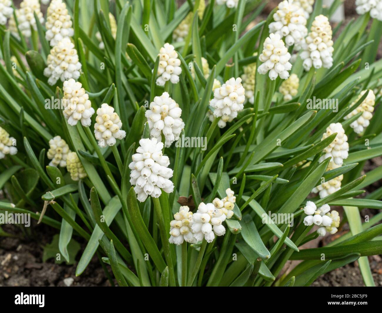 Un grumo fiorito del puro giacinto di uva bianca Muscari White Magic Foto Stock