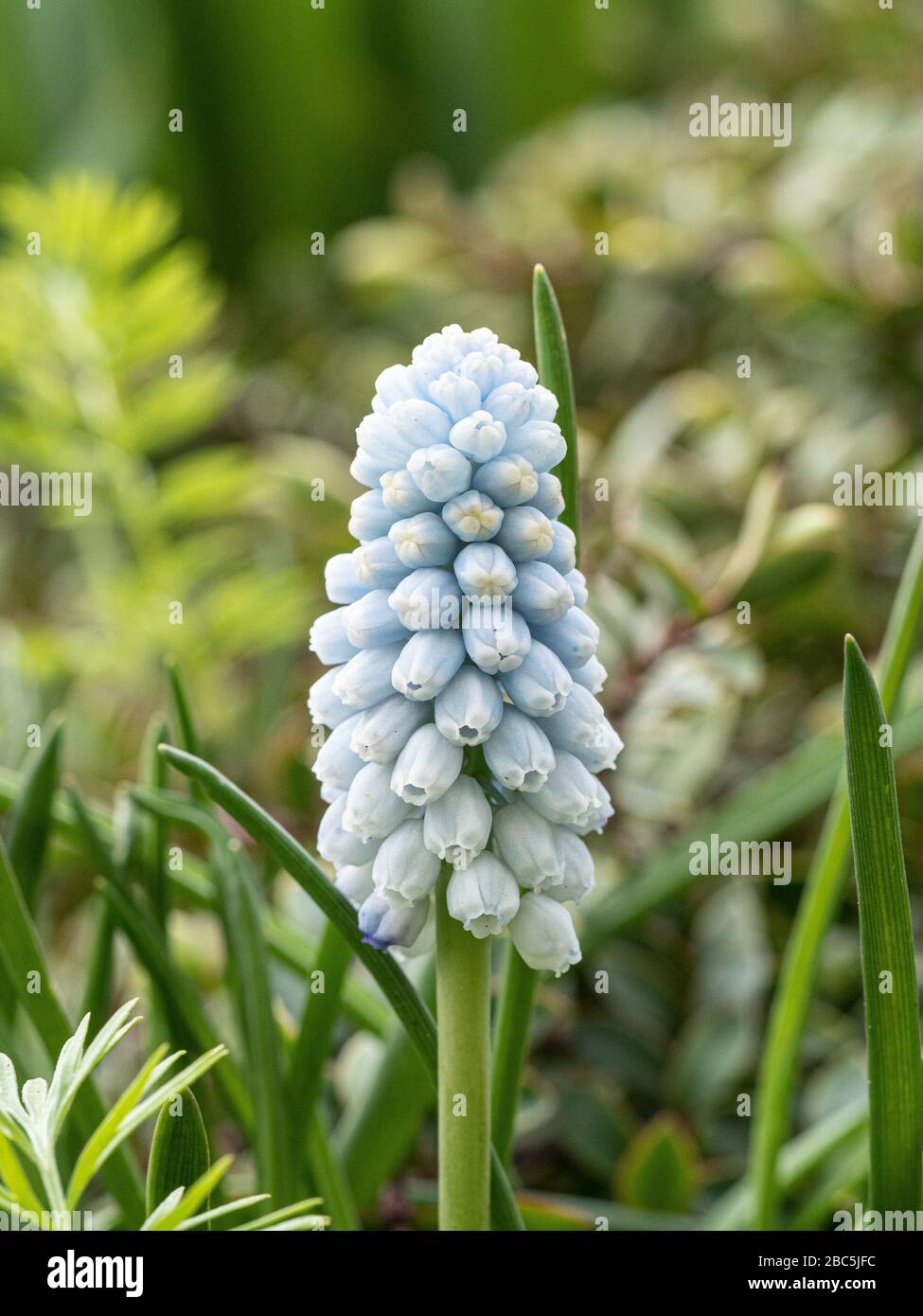 Un primo piano di una singola testa di fiore blu pallido del giacinto di uva Muscari Valerie Finnis Foto Stock