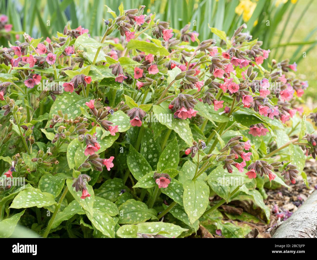 Pianta fiorita dell'ungwort Pulmonaria rubra Foto Stock