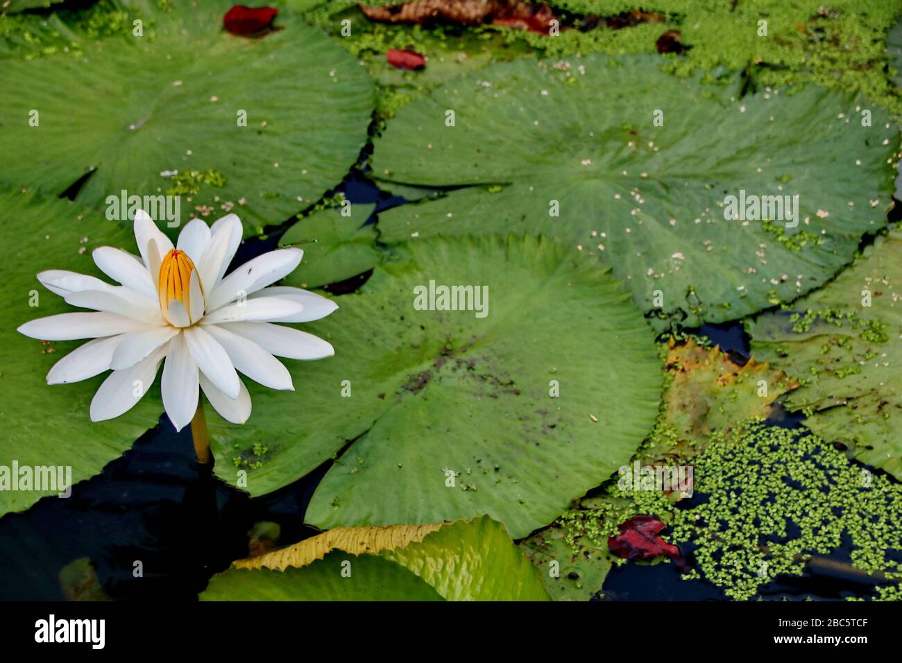 il fiore di loto, è un fiore che cresce nell'acqua, in alcune mitologie e credenze sono fiori sacri Foto Stock