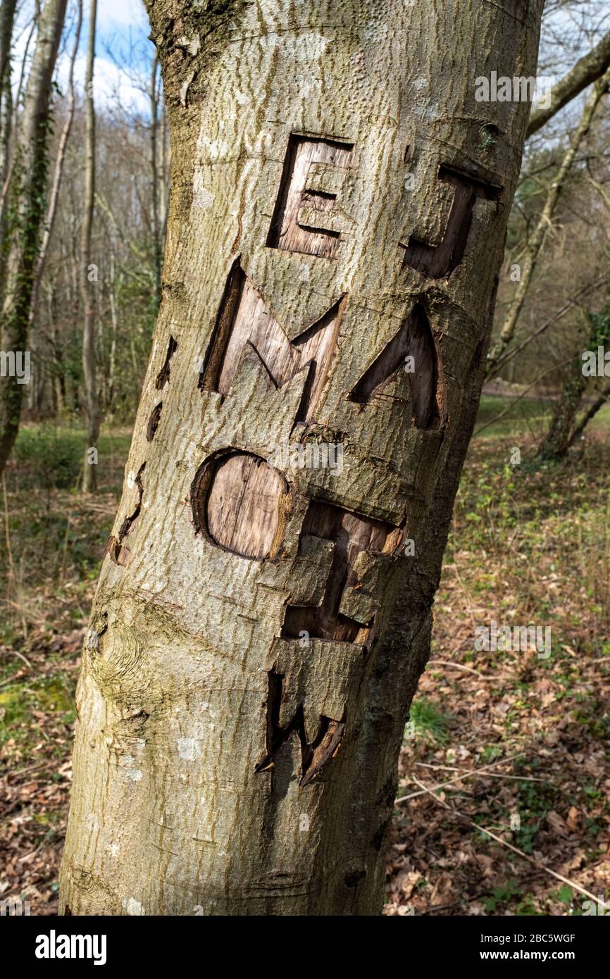 Iniziali scolpite su un albero nel parco di Almond, Livingston Foto Stock