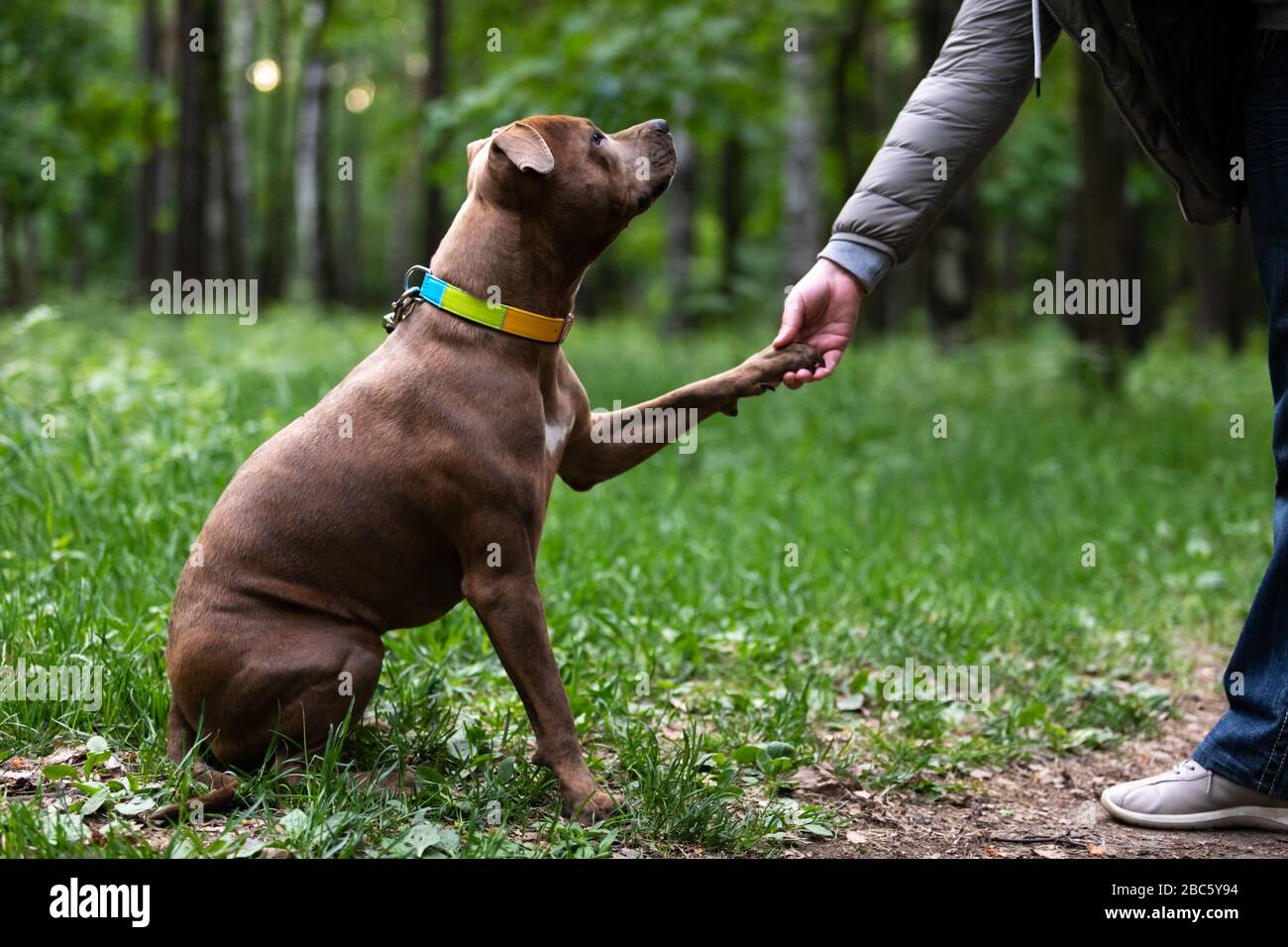 Red american staffordshire passeggiate terrier all'aperto al parco Foto Stock