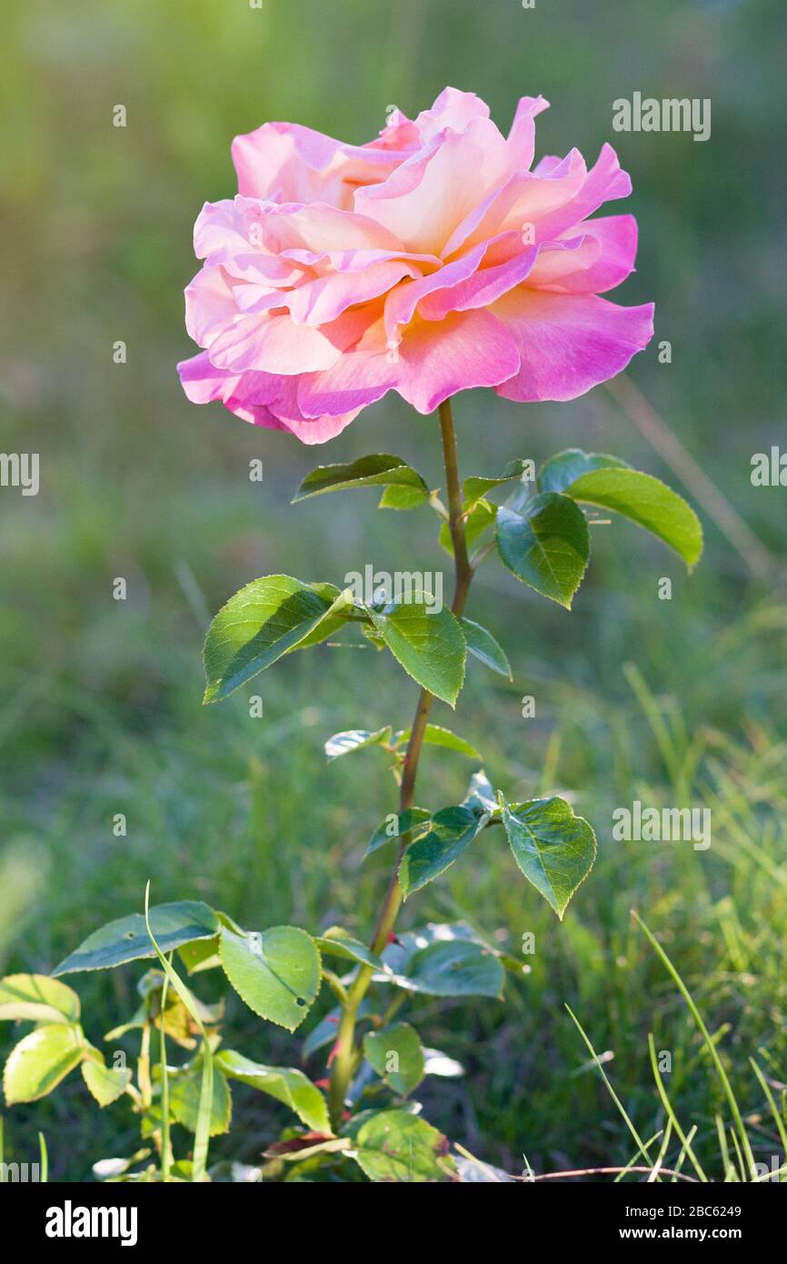 Rosa. Fiore rosa nel giardino estivo Foto Stock