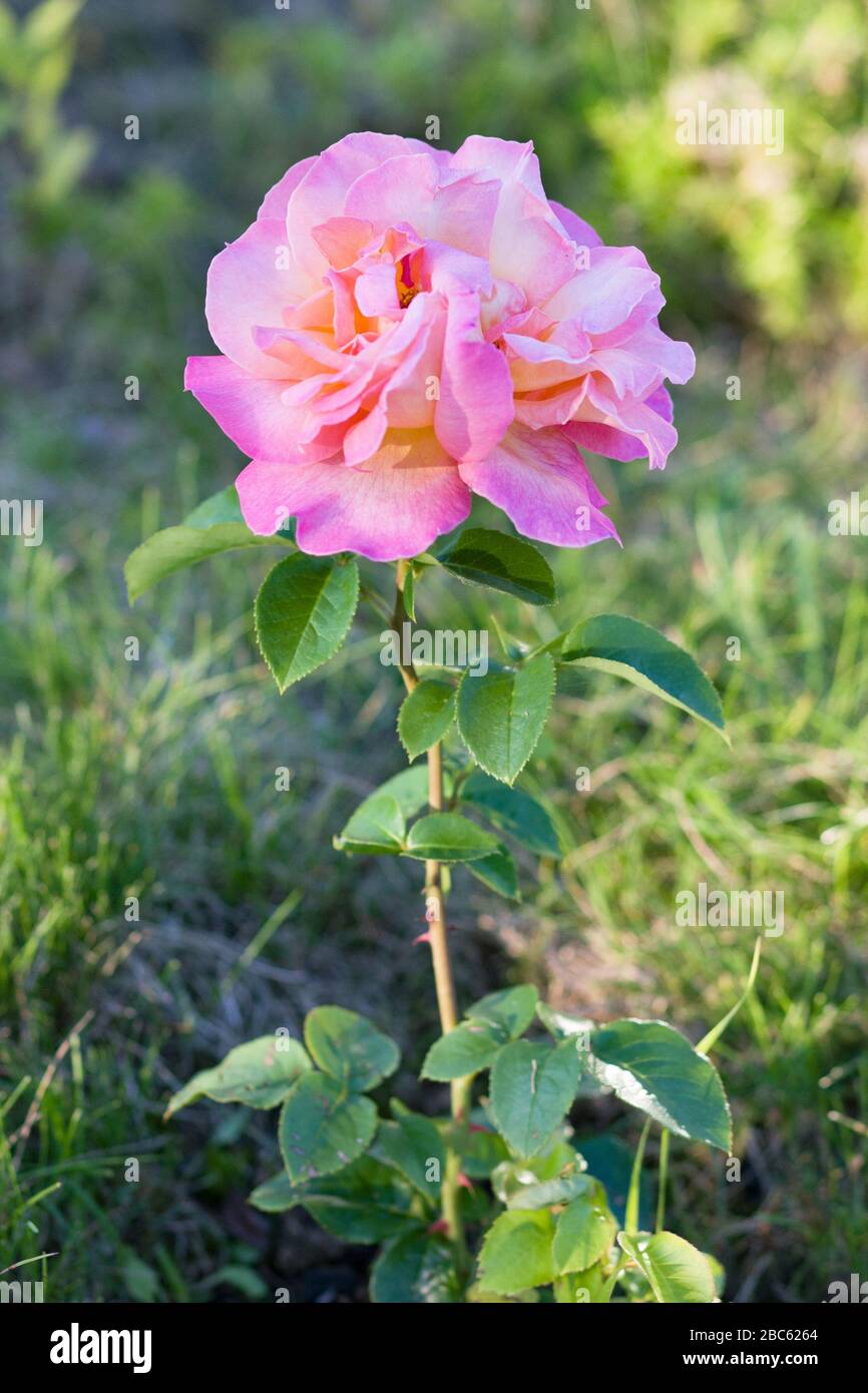 Rosa. Fiore rosa nel giardino estivo Foto Stock