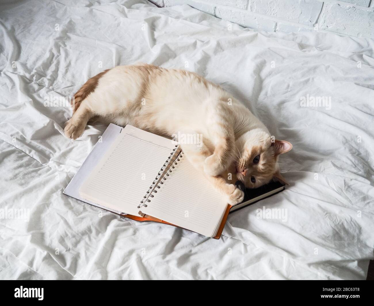 Gatto rosso bianco giace su un letto bianco contro un muro di mattoni, riposo, lavoro freelance da casa, professione online. Il gatto sta giocando con un Notepad. Foto Stock