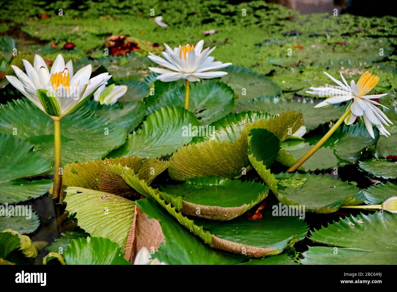 il fiore di loto, è un fiore che cresce nell'acqua, in alcune mitologie e credenze sono fiori sacri Foto Stock