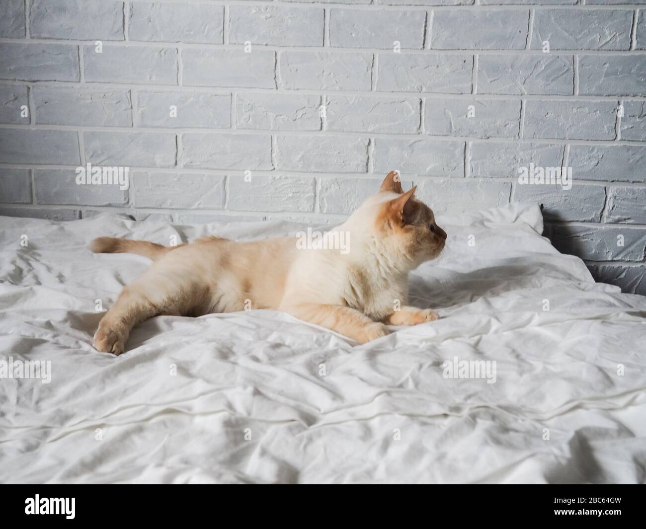 gatto rosso bianco giacente su un letto bianco contro un muro di mattoni, riposo, lavoro freelance da casa, professione online. Foto Stock