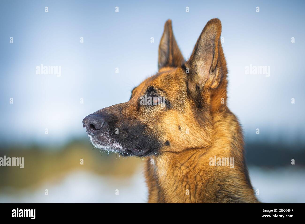 Tedesco cane pastore primo piano ritratto Foto Stock