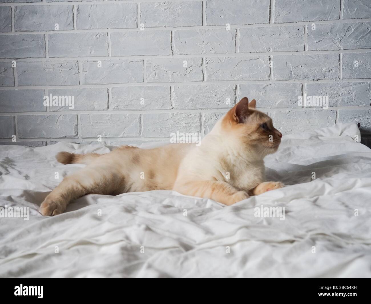 gatto rosso bianco giacente su un letto bianco contro un muro di mattoni, riposo, lavoro freelance da casa, professione online. Foto Stock