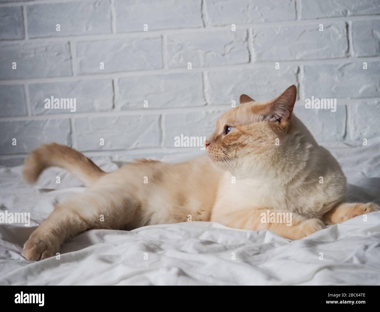 gatto rosso bianco giacente su un letto bianco contro un muro di mattoni, riposo, lavoro freelance da casa, professione online. Foto Stock