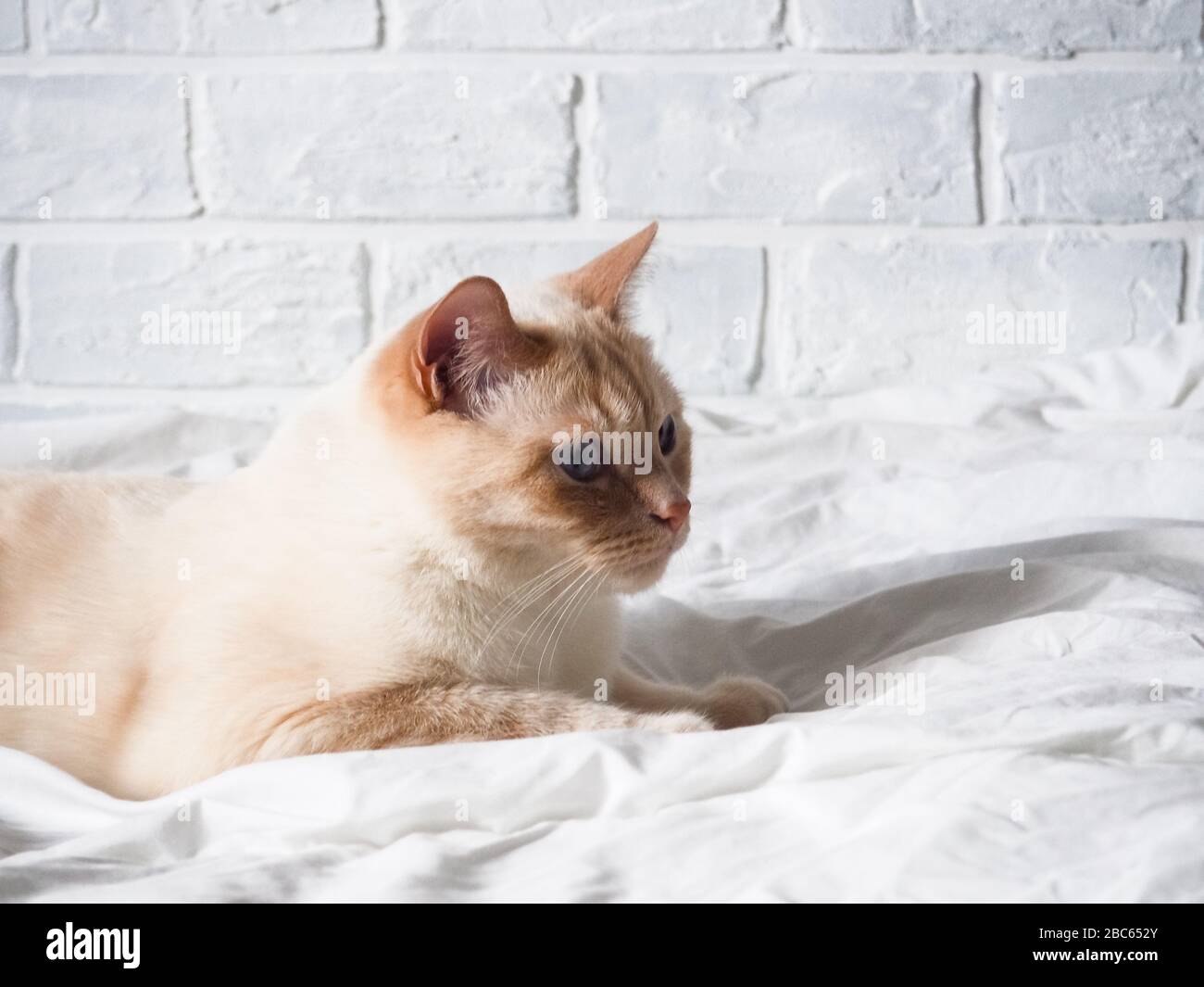 gatto rosso bianco giacente su un letto bianco contro un muro di mattoni, riposo, lavoro freelance da casa, professione online. Foto Stock