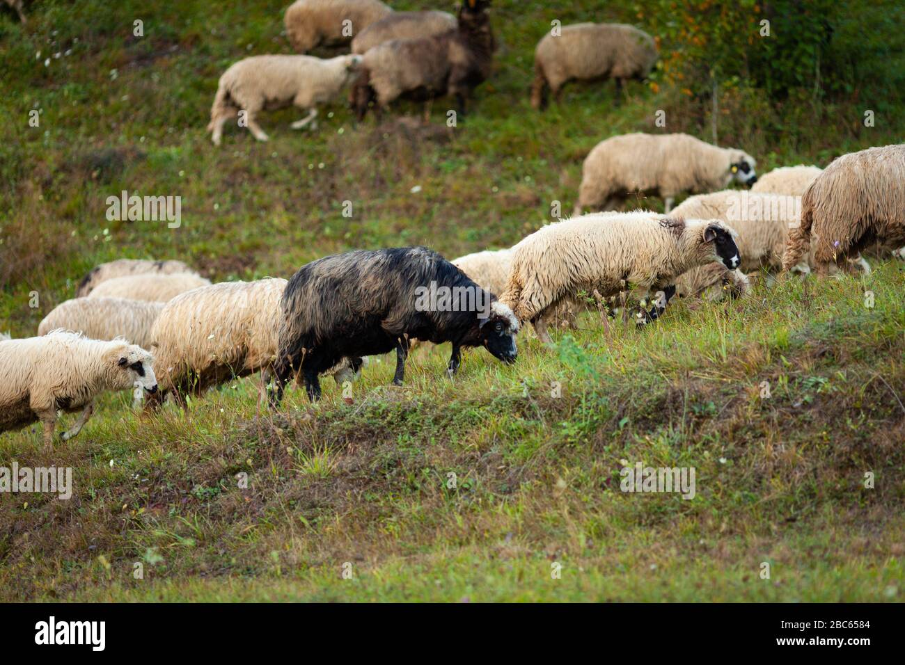 La pecora nera della famiglia Foto Stock