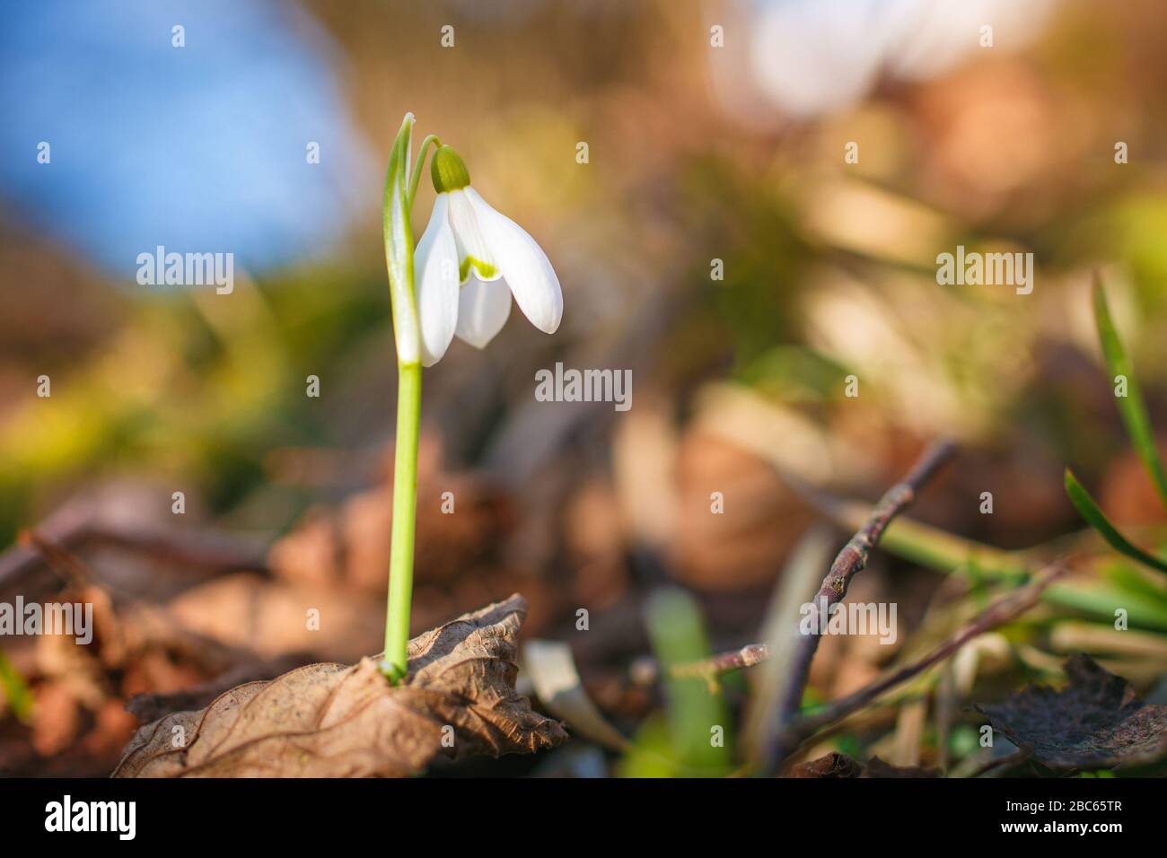 Snowdrops nella foresta con una bella luce morbida marcatura della prossima primavera Foto Stock