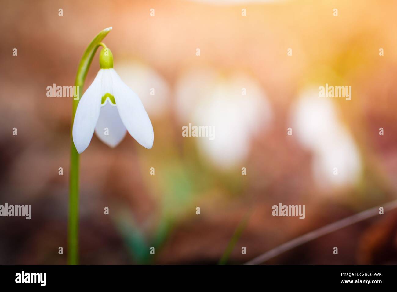 Snowdrops nella foresta con una bella luce morbida marcatura della prossima primavera Foto Stock