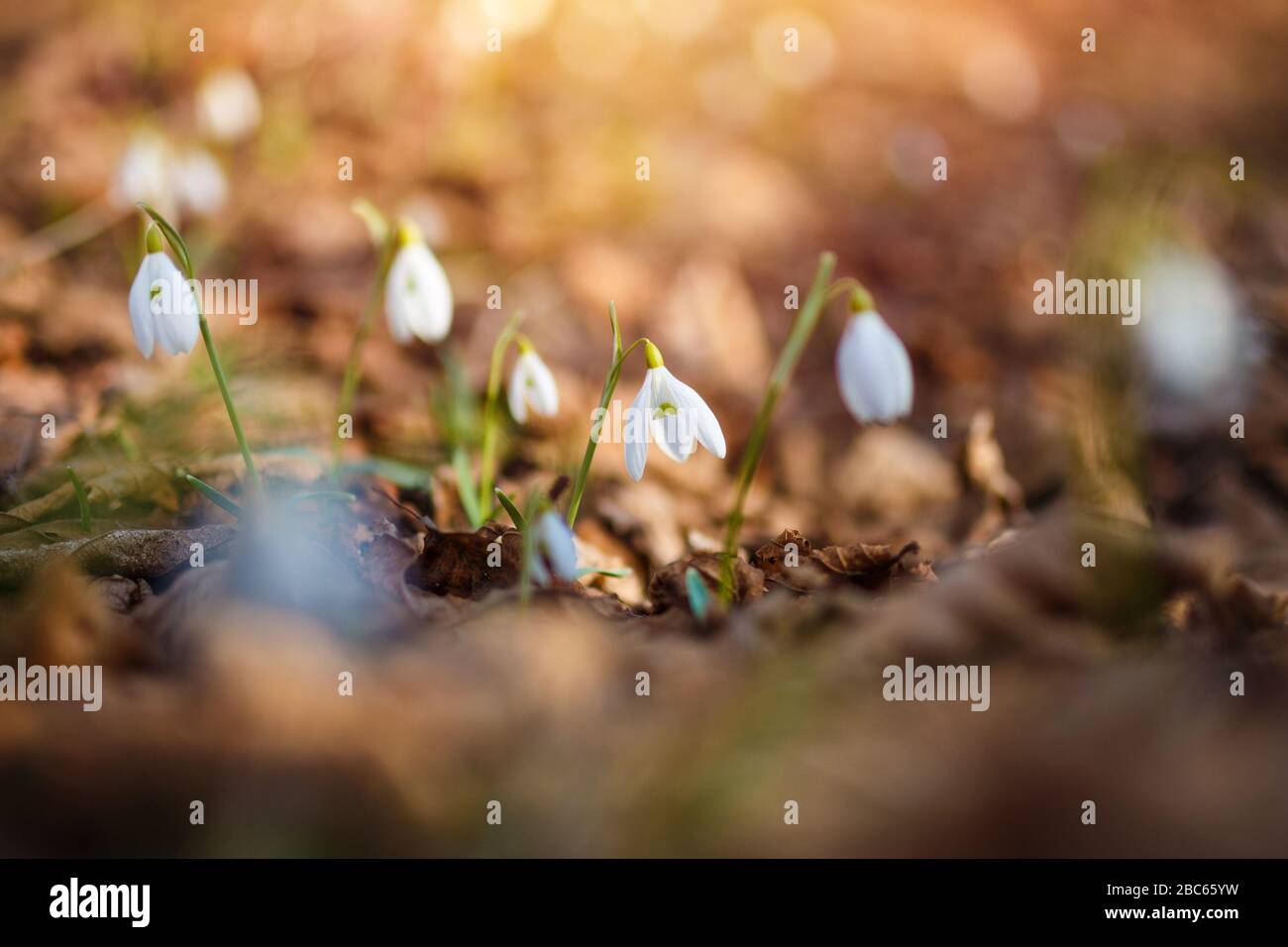 Snowdrops nella foresta con una bella luce morbida marcatura della prossima primavera Foto Stock