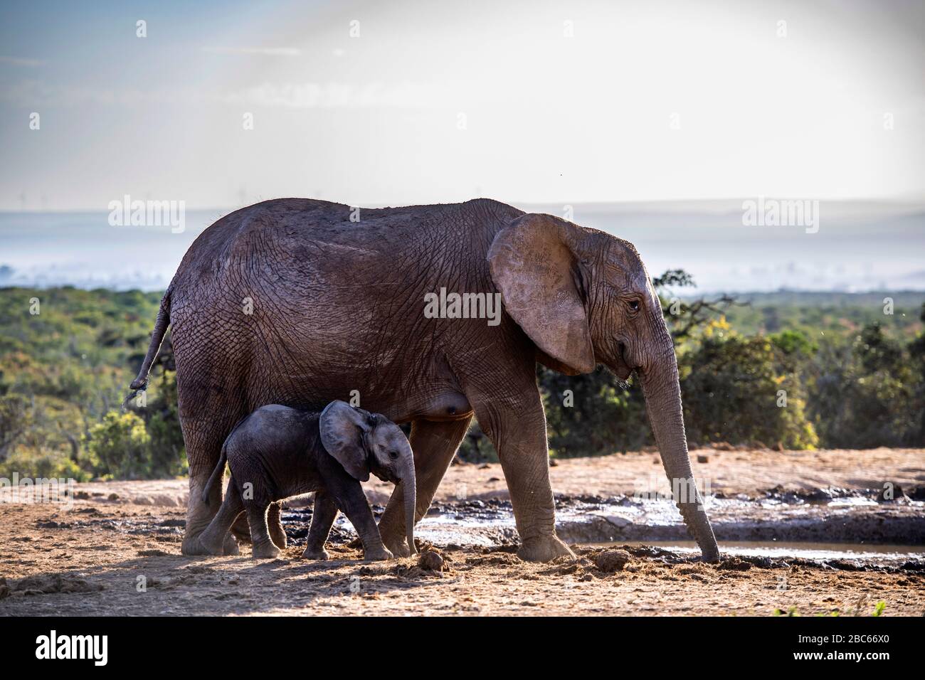 Addo Elephant National Park, Addo, Eastern Cape, Sudafrica Foto Stock