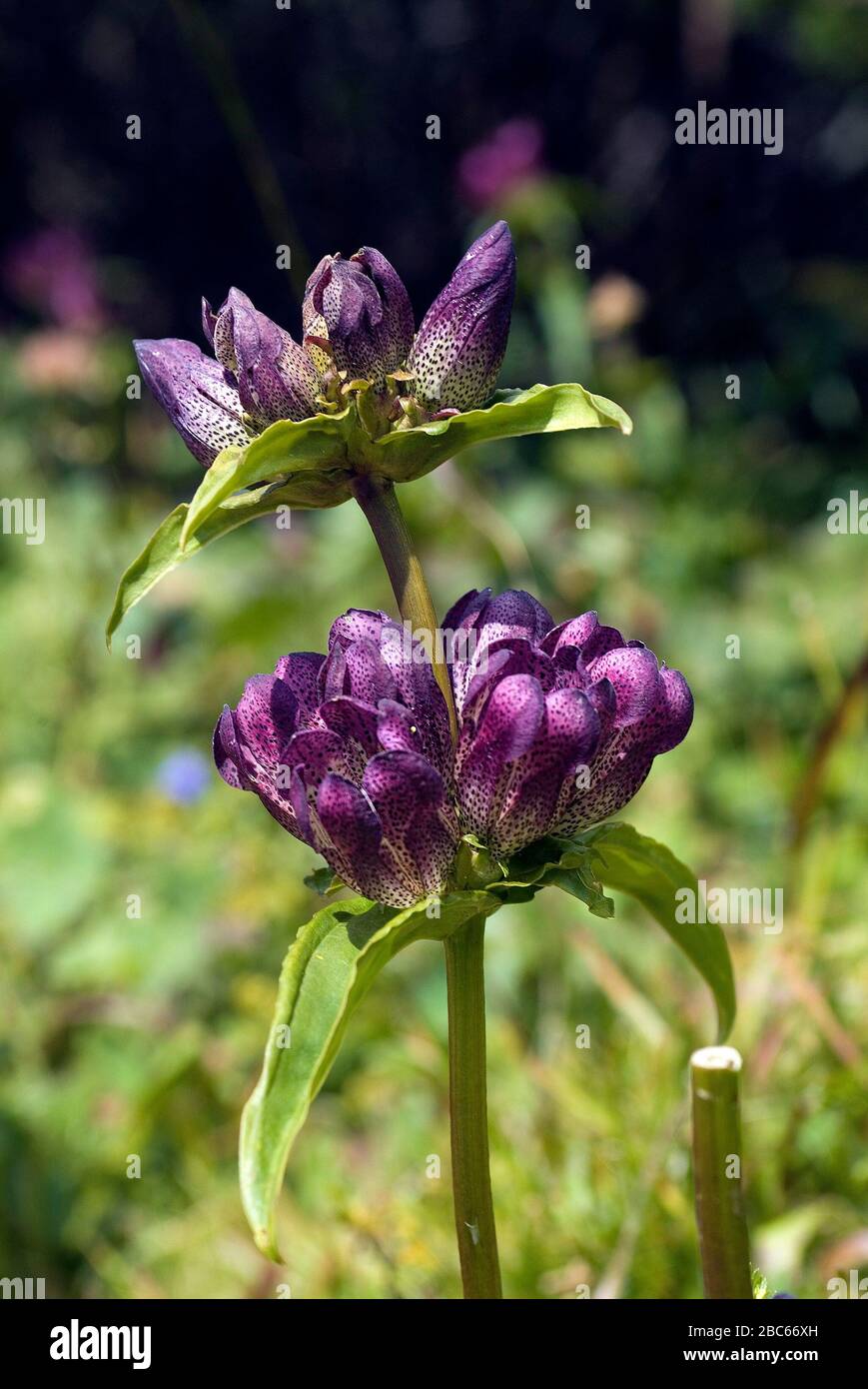 Fiore di Genziano marrone Foto Stock